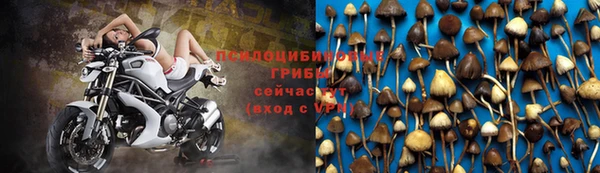 apvp Алзамай